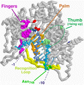 T7 RNA polymerase docking model