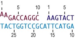 Nucleic Acid Sequence