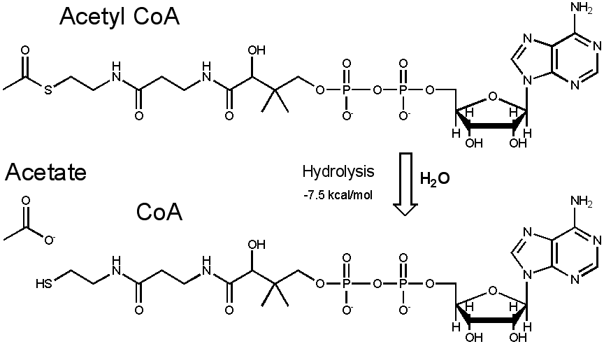 Ацетил сайт. Ацетил-COA. COA это в химии. Acetyl COA scheme. Peg COA.