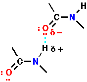 Amide H-bond