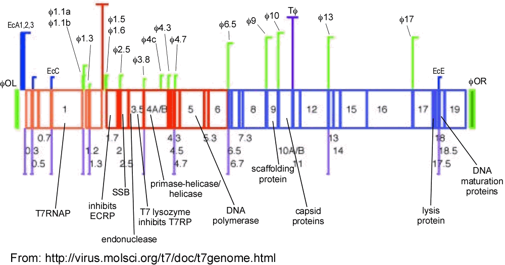 Map of the T7 Genome