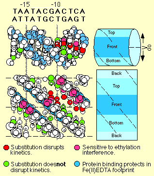 2D view of 3D promoter structure - upstream